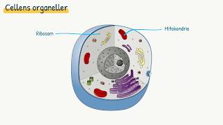 Celler og væv Cellens organeller [upl. by Blatman229]