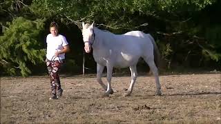 DREA Imnaha Ladyhawk  2007 Triple Homozygous ApHC Mare  World Champion Producer [upl. by Bower]