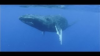 Agressive whale mating behaviour on film  Titans of the Pacific [upl. by Reynolds]