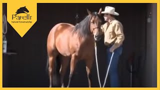 Parelli Natural Horse Training Tip  Standing to be Groomed [upl. by Adnawyek]