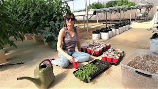 Transplanting Hydroponic Tomatoes Planting Microgreens and Greenhouse Projects [upl. by Lachlan]