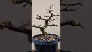 Brazilian Rain Tree Bonsai Tree adityasvisionaryvlogsforu [upl. by Nellek]