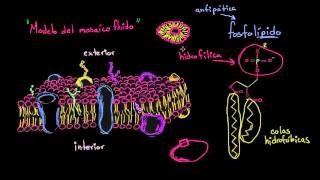 Estructura de la membrana celular modelo del mosaico fluido  Biología  Khan Academy en Español [upl. by Eyllom198]