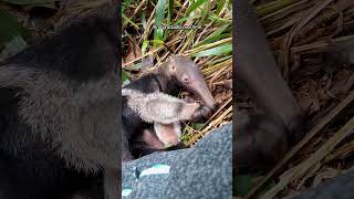 Baby Anteater Grows Up To Be So Wild  The Dodo thedodoanimals [upl. by Nnaeoj622]