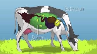 Mobile Dairy Classroom Learn About Cattle Eating Habits and Cow Digestion Grades 46 [upl. by Chaker]