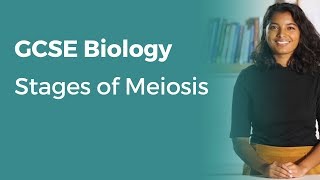 Stages of Meiosis  91 GCSE Biology  OCR AQA Edexcel [upl. by Goraud]