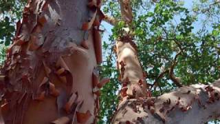 18 MADRONE in decline [upl. by Kanor]