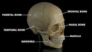 Human skull anatomy amp Physiology 3d animation [upl. by Idet307]