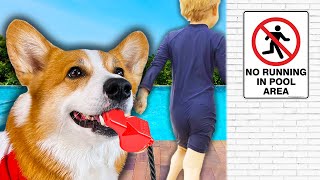 Corgis Go on Lifeguard Duty [upl. by Teage]