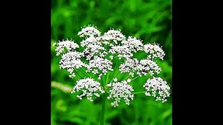 Pimpinella [upl. by Elad576]