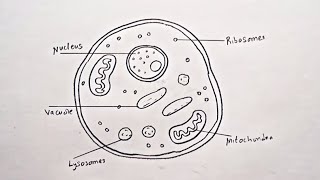 How To Draw Diagram of Eukaryotic cell [upl. by Odanref]