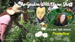 Green Path Herb School  Elaine Sheff Feverfew in the Herb Garden [upl. by Atnuhs]