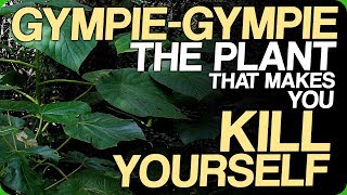 GympieGympie  The Plant That Makes You Kill Yourself Our Most Painful Experiences [upl. by Earized]