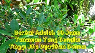 10 JENIS TANAMAN YANG BERNILAI TINGGI JIKA DIJADIKAN BONSAI [upl. by Pulcheria]