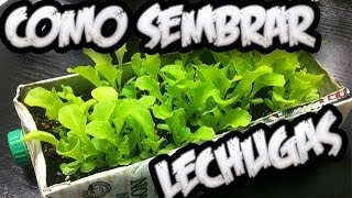 Como Sembrar Lechugas Con Exito  El Semillero  La Huertina De Toni [upl. by Iredale742]