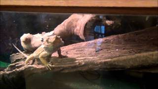 quotLIZquot our bearded dragon gets a tank upgrade [upl. by Yetsirhc]