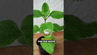 5 Plantas Medicinales Asombrosas Echinacea Hibisco Boldo Valeriana y Pasiflora – PARTE 3 🌿🌺💊 [upl. by Annahavas682]