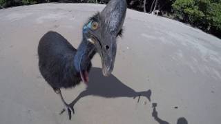 Wild Cassowary Chases Girl on the Beach [upl. by Aniela233]