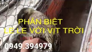 Hướng dẫn phân biệt Le Le và vịt Trời [upl. by Nort]