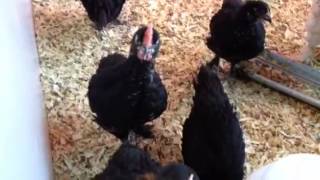 Baby roosters learning to crow [upl. by Roee]