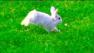 Baby Bunny Rabbit Running Outside in My Backyard [upl. by Andromeda]