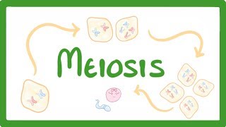 GCSE Biology  Meiosis 70 [upl. by Brucie]