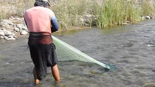 Dos pescadores lanzan sus atarrayas en un río repleto de camarones gigantes [upl. by Profant]