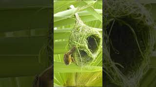 Weaver Bird building Nest [upl. by Nee]