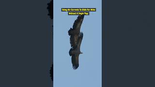 Soar with the Giants The Andean Condor shorts [upl. by Trabue]