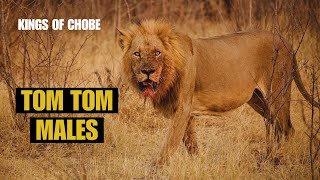 TOM TOM Males Machos Tom Tom  Los reyes de Chobe The kings of Chobe nature viral lion [upl. by Reinaldo]