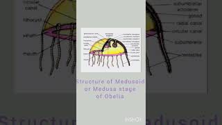 Structure of Polyp Stage of Obelia biology zoology invertebrates Obelia seafur polyp medusa [upl. by Yeroc]