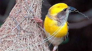 Baya WEAVER BIRD making Nest  Weaver Bird Documentary [upl. by Cavit169]