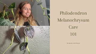 Philodendron Melanochrysum Care 101 [upl. by Nertie]