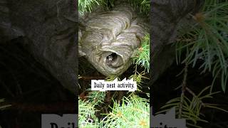 Bald Faced Hornets Daily Nest [upl. by Ecnaralc476]