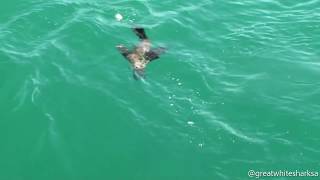 Great White Shark attacks Cape Fur Seal Pup [upl. by Yoko485]