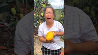 Mango Orchard 🥰 shorts ytshorts [upl. by Martie]