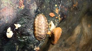 Chiton moving over stone [upl. by Ebbarta306]