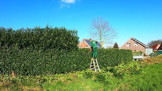 VERY Thick BRANCHES I BENT the TRIMMER BLADES Trimming the OVERGROWN laurel Hedge [upl. by Bose830]