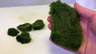 How To Use Cladophora Marimo Moss Balls in an Iwagumi Aquascape [upl. by Gerlac709]