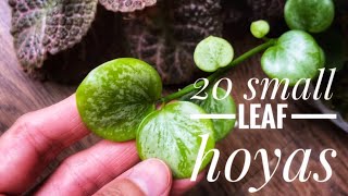 Must see Hoya plants with adorable and precious leaves [upl. by Ilesara]