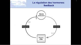 la physiologie des glandes endocrines [upl. by Soirtemed]