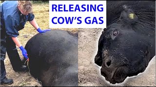 Vet releases gas from cow 🐄💨 [upl. by Griffin]