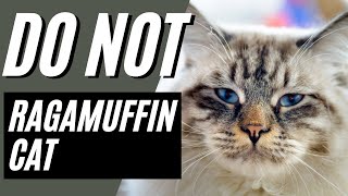 7 Reasons You Should NOT Get A Ragamuffin Cat [upl. by Hogg282]