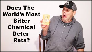 Does The World Most BITTER Chemical Deter Rats Mousetrap Monday [upl. by Bores482]