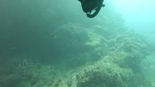 Whitsundays mangrove jack Cateran Bay [upl. by Juback]