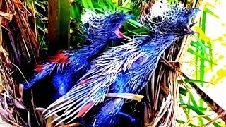 Blue Gold Macaw pair is ready to breed [upl. by Lauer]