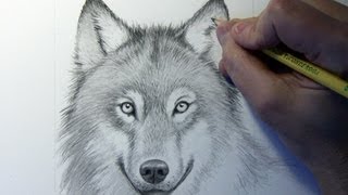 Drawing Time Lapse Wolf [upl. by Eidur76]