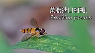 黃腹狹口蚜蠅 Asarkina porcina [upl. by Jessie]