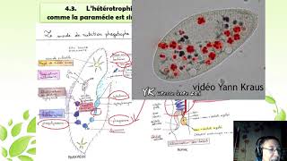 O517 Phagotrophie  Schéma bilan de comparaison paramécie et lêtre humain [upl. by Darum262]