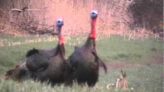 Kansas Turkey Hunt 2011 [upl. by Megargee]